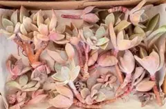 2617 多肉植物　初恋　パープルキング　小苗　訳あり　限定1セット