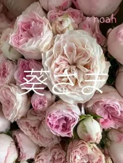 ご購入前にコメントお願いいたします 切り花品種 バラ 苗 - メルカリ