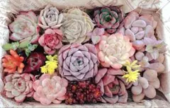 多肉植物 カット苗詰め合わせ