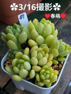 47♥春萌♥　根あり　抜き苗　多肉植物