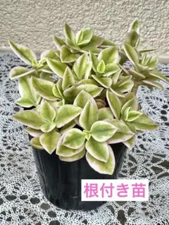 ④5☆根付き☆ベビーサンローズ☆白花☆大放出☆4株=699円☆ - メルカリ