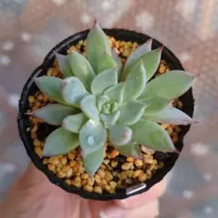 2026年最新】おらいさん苗 青鬼の人気アイテム - メルカリ