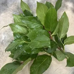 peach様 リクエスト 2点 まとめ商品