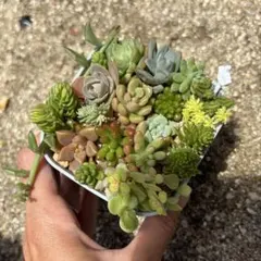 多肉植物 寄せ植え そのまま飾れる(*ˊᵕˋ*)੭ ੈココット陶器鉢白No.3