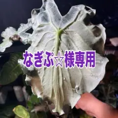 なぎぷ☆様専用