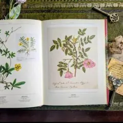 2026年最新】植物図鑑 洋書の人気アイテム - メルカリ