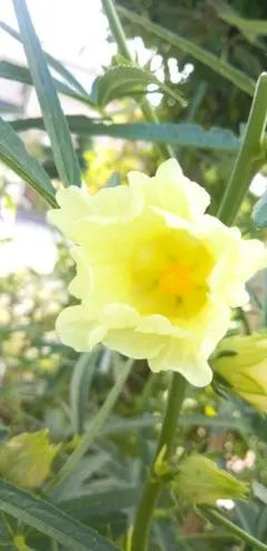 ハイビスカスローゼル（白）の種　20粒　農薬不使用　動物性不使用