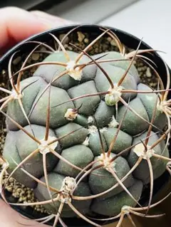 ぽちた様 リクエスト 2点 まとめ商品