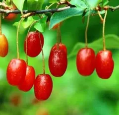 ここあ様専用　びっくりグミと夏グミとユーカリレモン　苗木　各1株