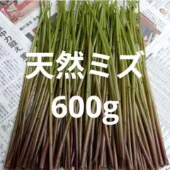 ②シバくん様専用　山菜ミズ　600g　5/23(土)発送　ネコポス発送　天然みず