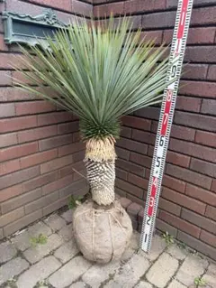 2026年最新】ユッカ ロストラータの人気アイテム - メルカリ