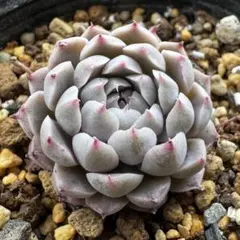 エケベリア　メキシコミニマ×グロブローサ