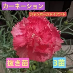メルカリ便 ダイアンサスナデシコ♪セキチク苗、カラナデシコ苗