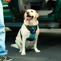 Item thumbnail for item ece1be16-9a8a-44a0-88e6-37fc5f8f669b