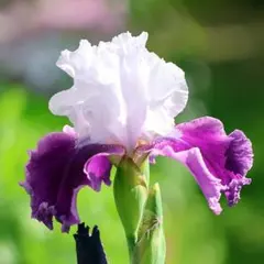 toto様 リクエスト 2点 まとめ商品