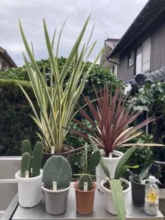 人気のドライガーデンセット8鉢鉢ごと配送致します。2025年最新】ドライ