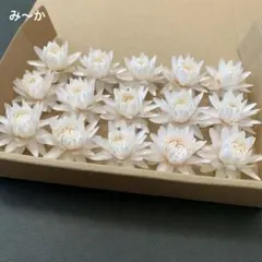 ご確認用＊ヘリクリサムドライフラワー　花材　リース　ハーバリウム　貝細工 129・ヘリクリサムドライフラワー 花材 リース ハーバリウム 貝細工