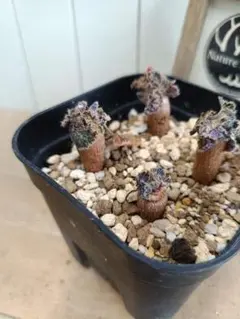 2026年最新】塊根 ペラルゴニウムの人気アイテム - メルカリ