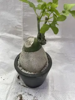 珍奇植物 コミフォラ・エルランゲリアナ／cf. エリトラエア 鉢のまま