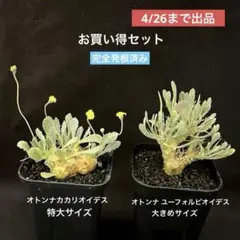 コキリノ苗 コロラータ ROOF×臼田リンゼアナ 多頭 - メルカリ