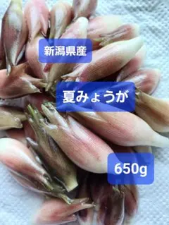 新潟県産無農薬の朝採り 夏みょうが650g です。のサムネイル