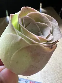 セ*ン様 No.a629グリーノビア　若画　アエオニウム　多肉植物撮影11月8日