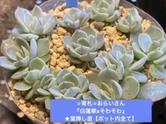 かずりん様✩.*˚リクエスト2点おまとめ(*´︶`*)♡Thanks!