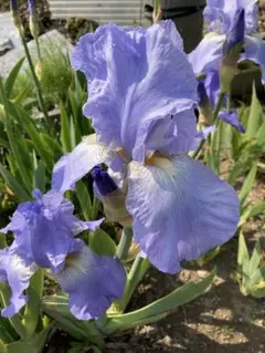出品分限り ジャーマンアイリス シティライツ① 1芽 - メルカリ