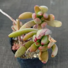 乙女心×penduliflora,YutaninoOaxaca多肉植物抜き苗うに