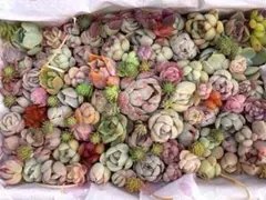 多肉植物　寄せ植えセット(小) A61