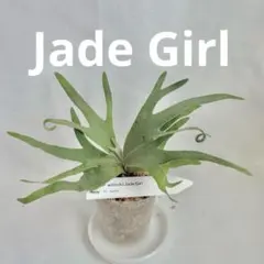 2026年最新】ウィリンキー ドワーフの人気アイテム - メルカリ