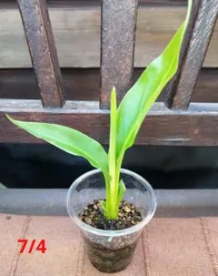 旅人の木　タビビトノキ　扇芭蕉　希少のサムネイル