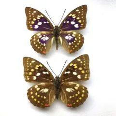 2025年最新】標本 オオムラサキの人気アイテム - メルカリ