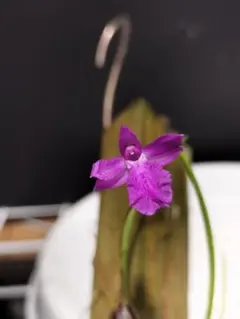 みたらし様 リクエスト 2点 まとめ商品