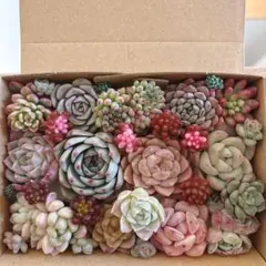 金様 リクエスト 7点 まとめ商品