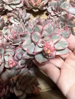 はなこがね♪様 リクエスト 2点 まとめ商品