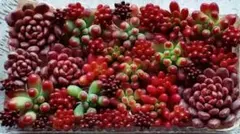 多肉植物　セダムカット苗セット②ピンクルルビー・乙女心