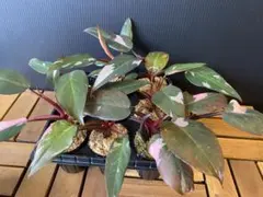 フィロデンドロン ピンクプリンセス（ピンク極斑）7株まとめ売りセット a5b6f6d501f803584bc02ed8db53a6