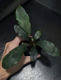 Bucephalandra sp. 