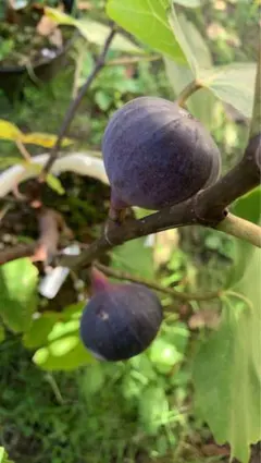 2026年最新】イチジク苗木の人気アイテム - メルカリ