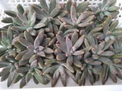 ゆりりん様 リクエスト 2点 まとめ商品