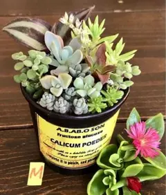 Ｍ　そのまま飾れます　多肉　サボテン　寄せ植え　育て方メモつき❤️のサムネイル