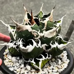 2026年最新】大白鯊 アガベの人気アイテム - メルカリ