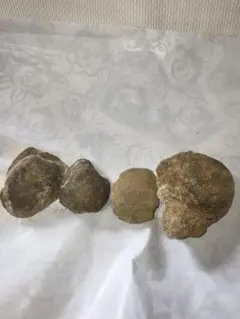 特大 恐竜卵蚕連体の化石 特大 恐竜卵蚕連体の化石 - メルカリ