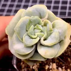 2025年最新】ラブリーローズの人気アイテム - メルカリ