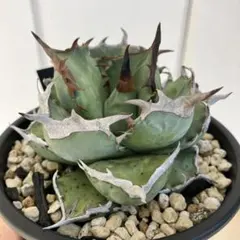 2026年最新】阿修羅 アガベの人気アイテム - メルカリ