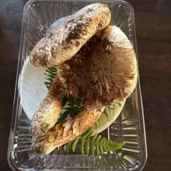 特大つぼみ開きセット売り長野県信州松茸686g