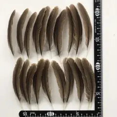 Item thumbnail for item a0133974-19ba-48e5-a596-a69002f30465