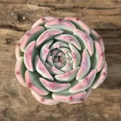 ショコラ。様 リクエスト 2点 まとめ商品