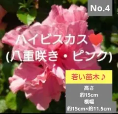 No.23【沖縄から♪】ハイビスカス(アイスピンク)♥️ - メルカリ